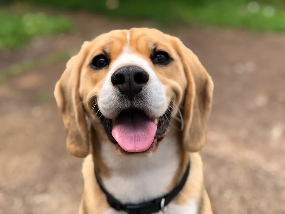 Cão protegido: aplicação segura para animais